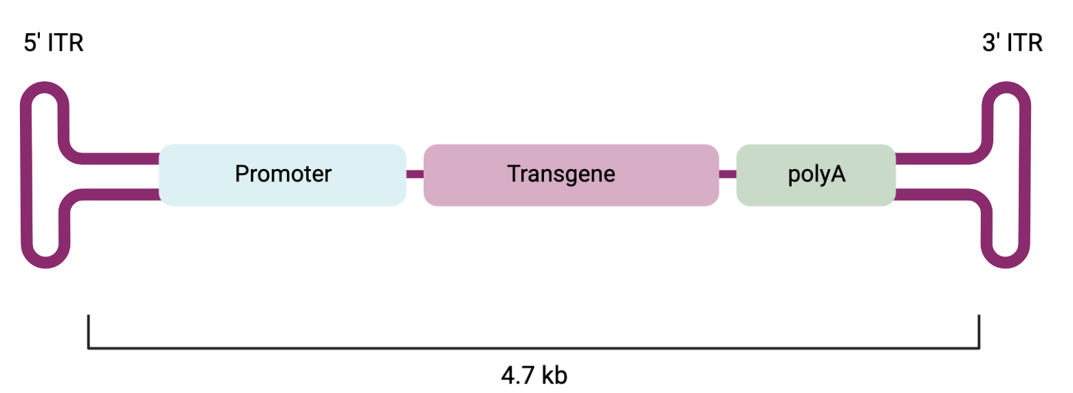 Viral Vectors 101: Inverted Terminal Repeats